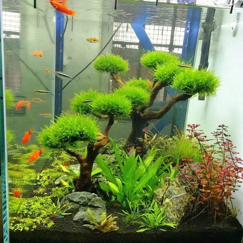 Aquarium Planted Wood - Fish tank greening wood frame planting