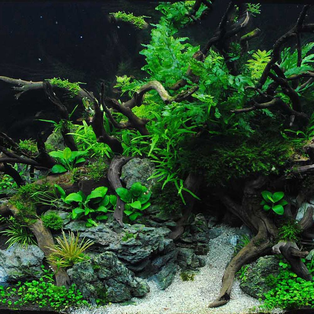 1 Pcs Wood Reptile Fish Tank O - đánh giá và giá Aquarium Plant Roots