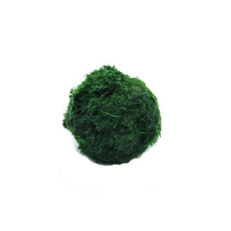 Marimo Moss Balls Live Aquariu - đánh giá và giá Aquarium Plant Roots