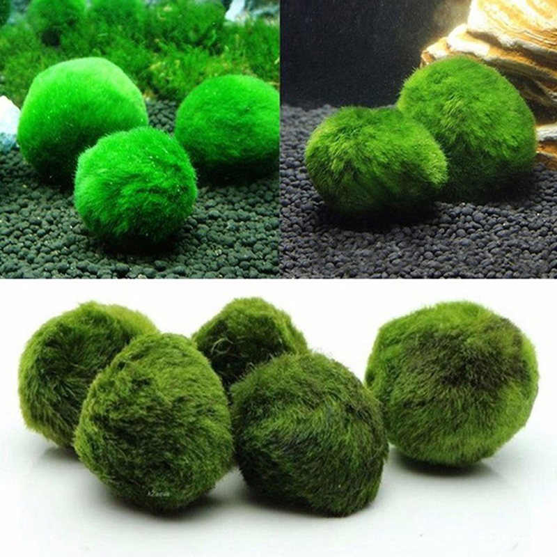 Marimo Moss Balls Live Aquariu - đánh giá và giá Aquarium Plant Roots