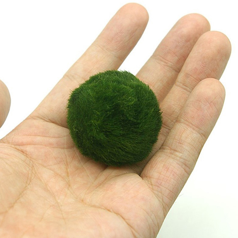 Marimo Moss Balls Live Aquariu - đánh giá và giá Aquarium Plant Roots