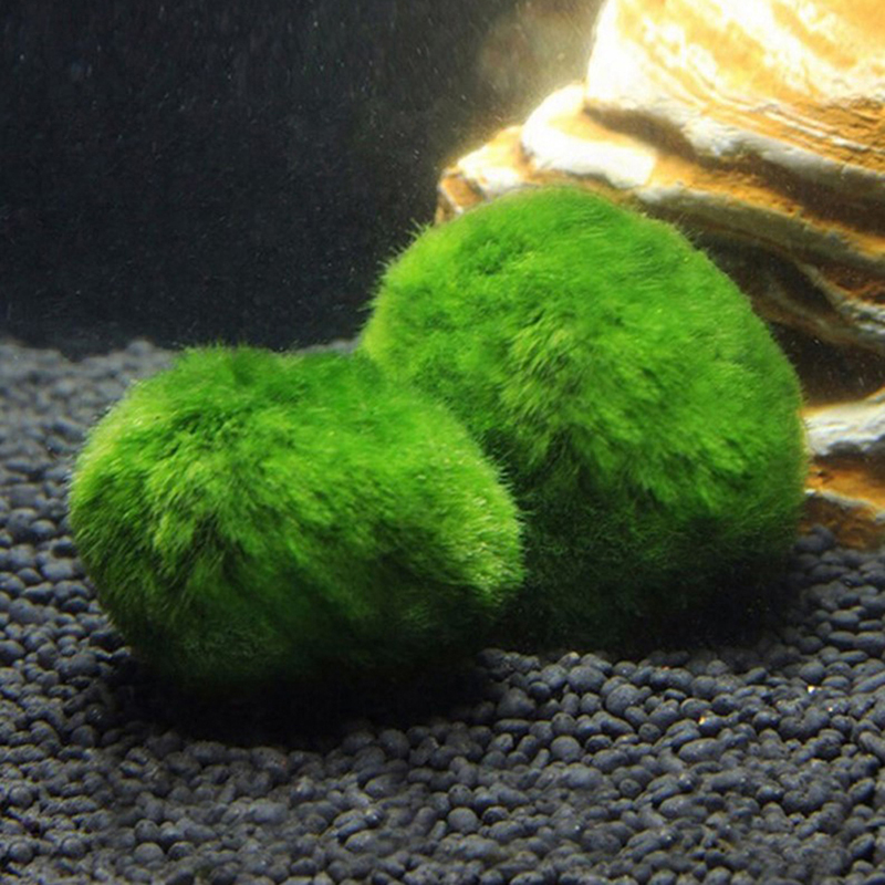 Marimo Moss Balls Live Aquariu - đánh giá và giá Aquarium Plant Roots