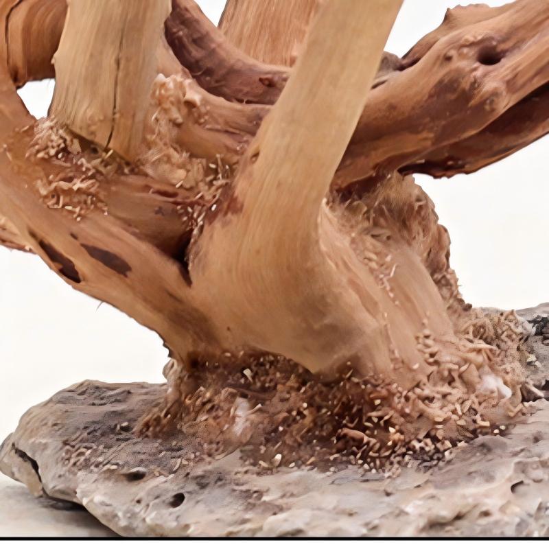 1 Bể Cá Cảnh Quan Gỗ Đồ Trang  - đánh giá và giá Aquarium Plant Roots