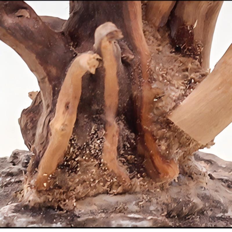 1 Bể Cá Cảnh Quan Gỗ Đồ Trang  - đánh giá và giá Aquarium Plant Roots