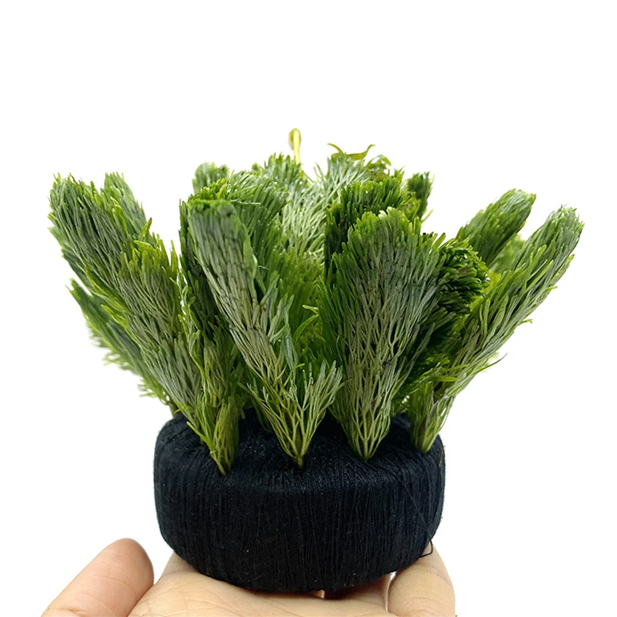 5Pcs Black Fish Tank Water Gra - đánh giá và giá Aquarium Plant Roots